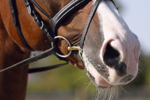 Bay Horse Nose and Bit