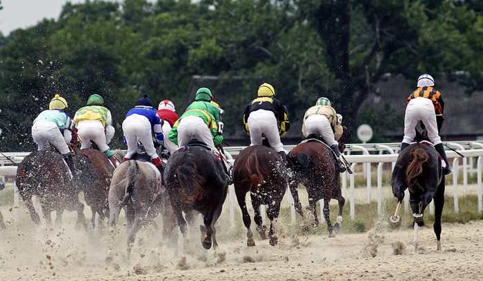 Horses Racing in a Line on a Synthetic Surface