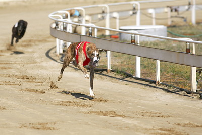 Greyhound Racing In Front During Race