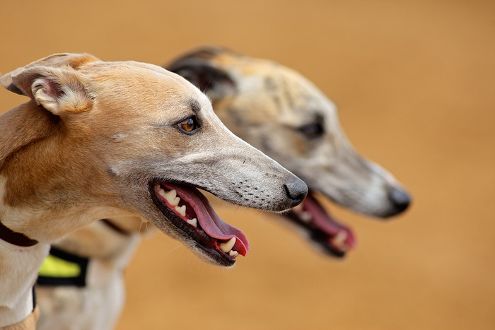 Profiles of Two Greyhounds