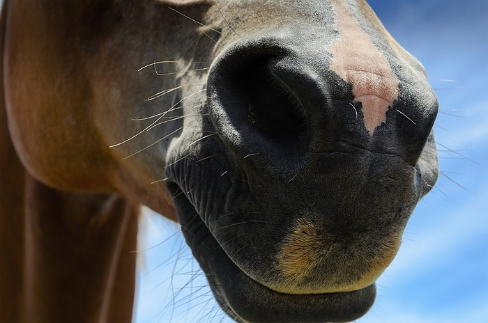 Horse Mouth Close Up Against Blue Sky