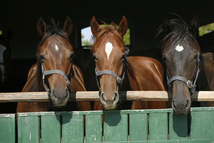 Three Horses Looking out of Stable