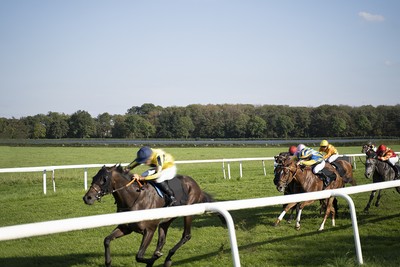 Horses Racing on Turf Against Woodland