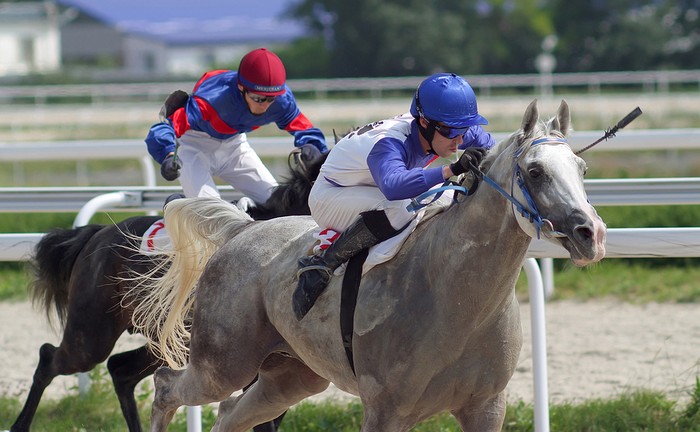 Close Up View of Two Horses in a Race