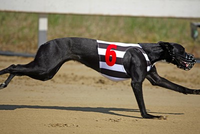 Greyhound Number 6 During Race